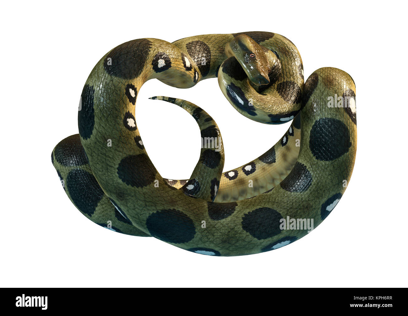 3D rendering di un verde anaconda o Eunectes murinus o comuni o anaconda o acqua boa isolati su sfondo bianco Foto Stock