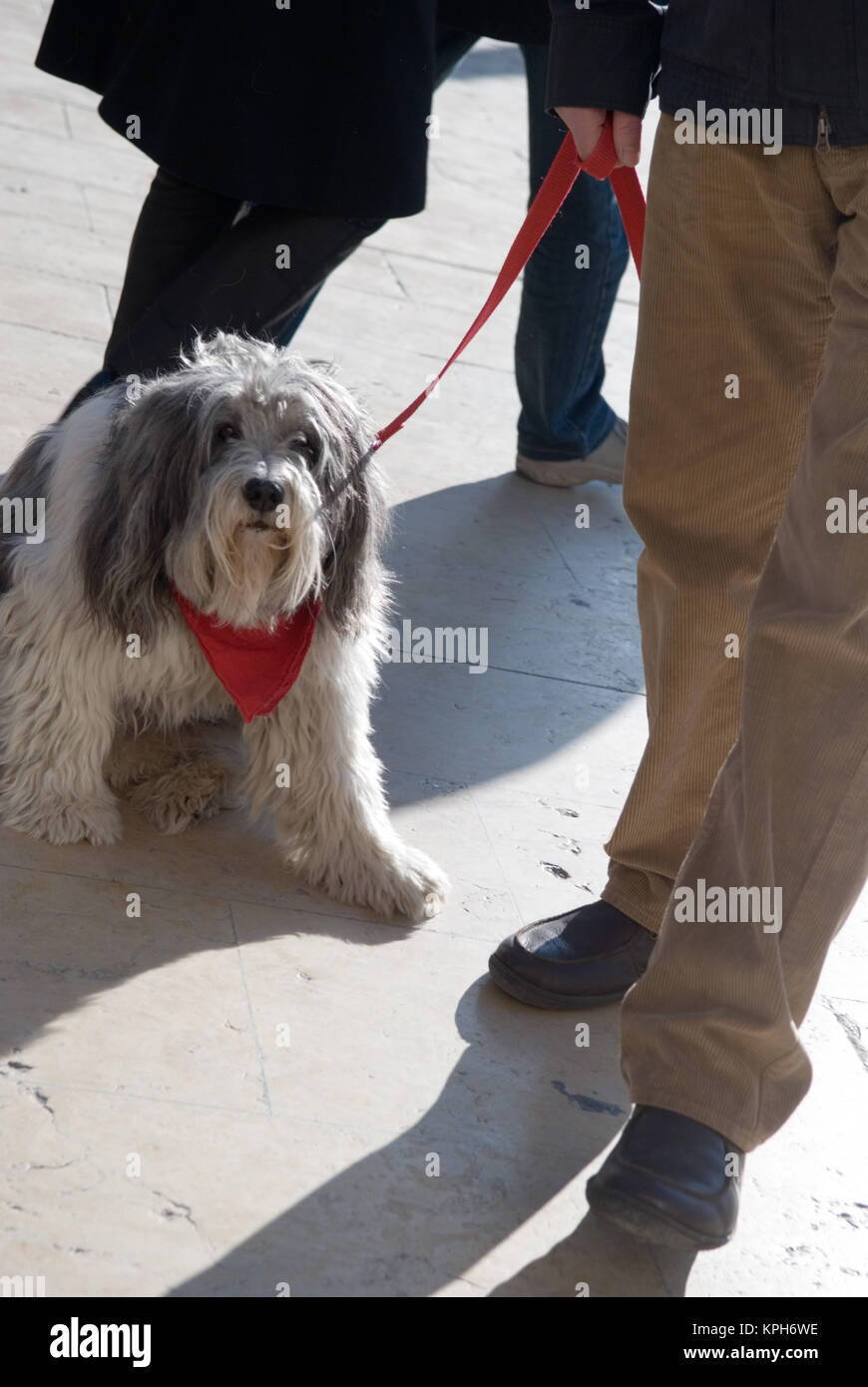 Vista ritagliata di cane essendo guidato da uomo con guinzaglio Foto Stock