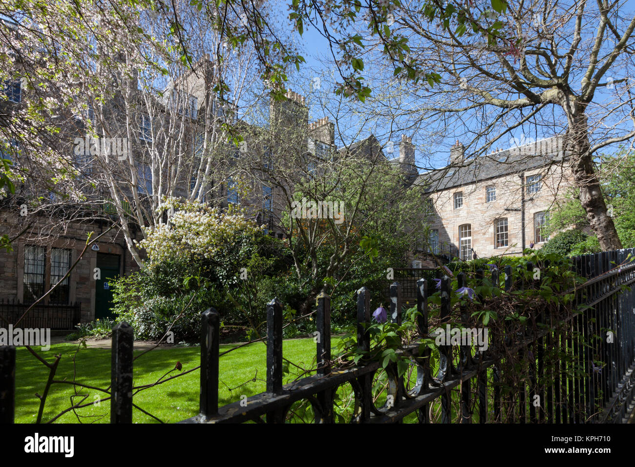 La molla di fiori di ciliegio in un Edinburgh Old town tenement garden Foto Stock