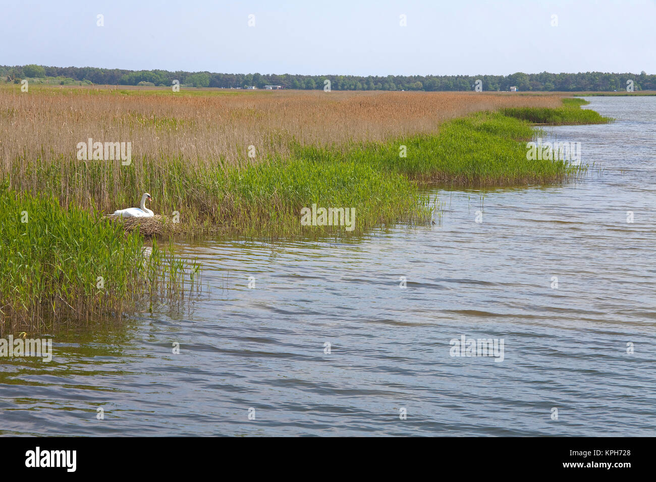 Allevamento swan al Bodden di Gross Zicker, penisola Moenchgut, Ruegen isola, Meclemburgo-Pomerania, Mar Baltico, Germania, Europa Foto Stock