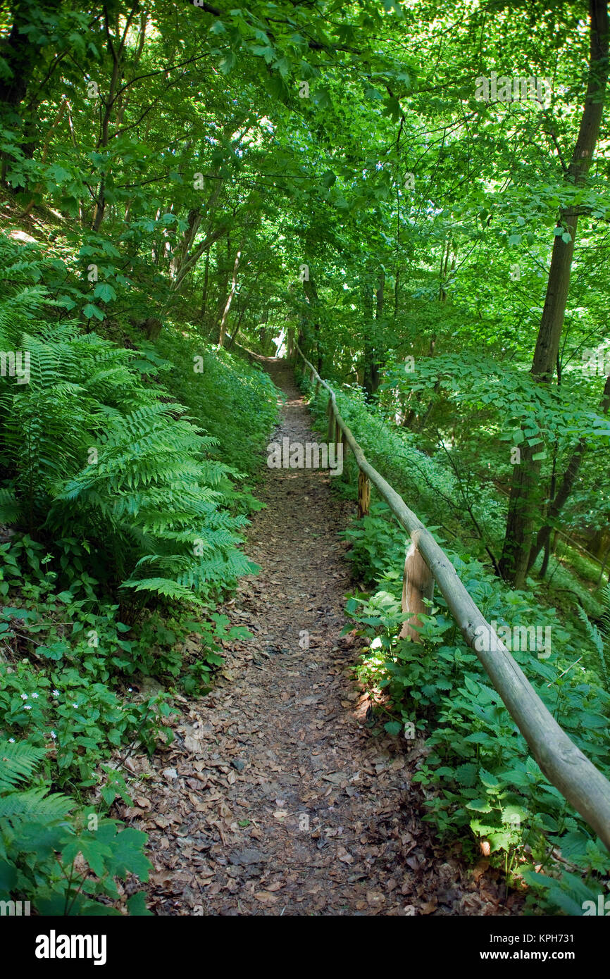 Il sentiero in una foresta, Thiessow, Ruegen isola, Meclemburgo-Pomerania, Mar Baltico, Germania, Europa Foto Stock