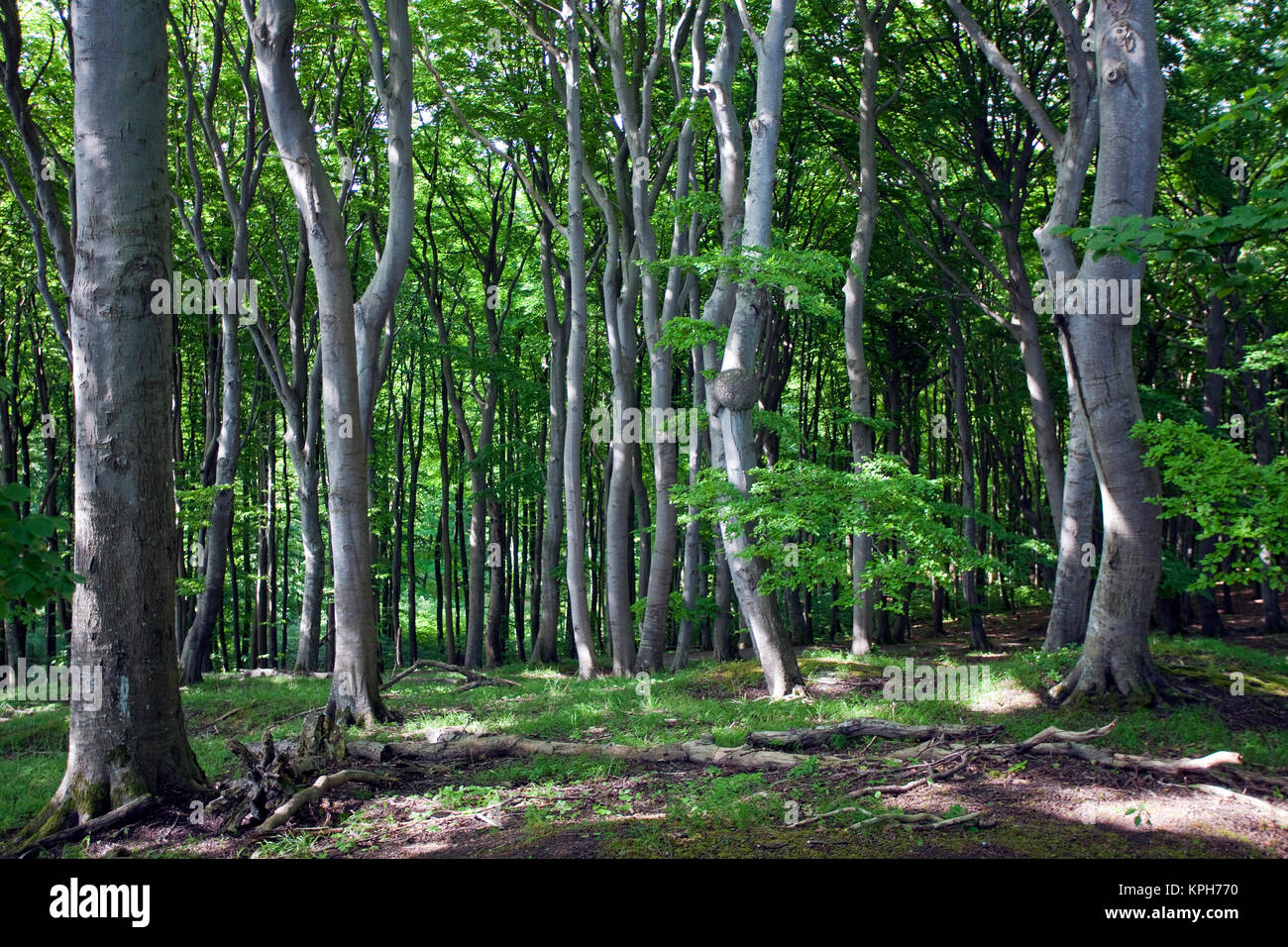 Foresta di faggio a Jasmund National Park, Ruegen isola, Meclemburgo-Pomerania, Mar Baltico, Germania, Europa Foto Stock