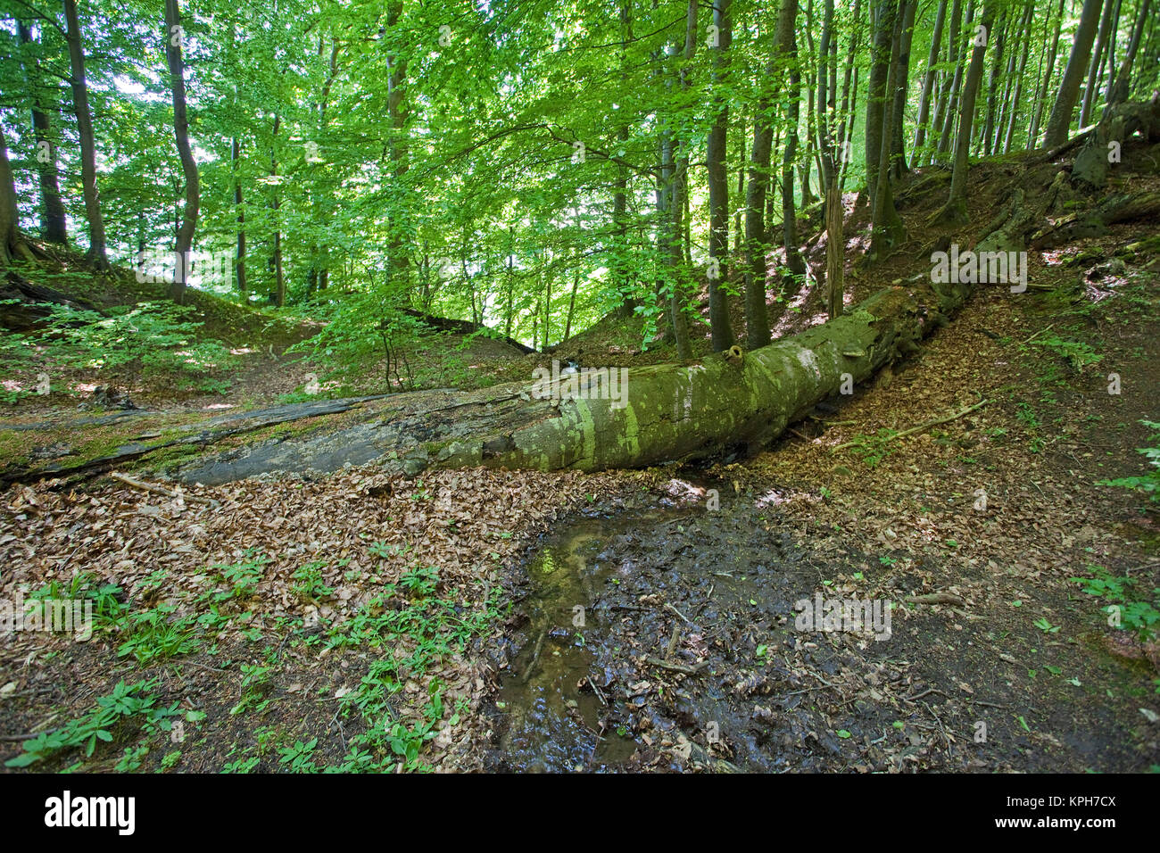 Foresta di faggio, Jasmund National Park, Ruegen isola, Meclemburgo-Pomerania, Mar Baltico, Germania, Europa Foto Stock