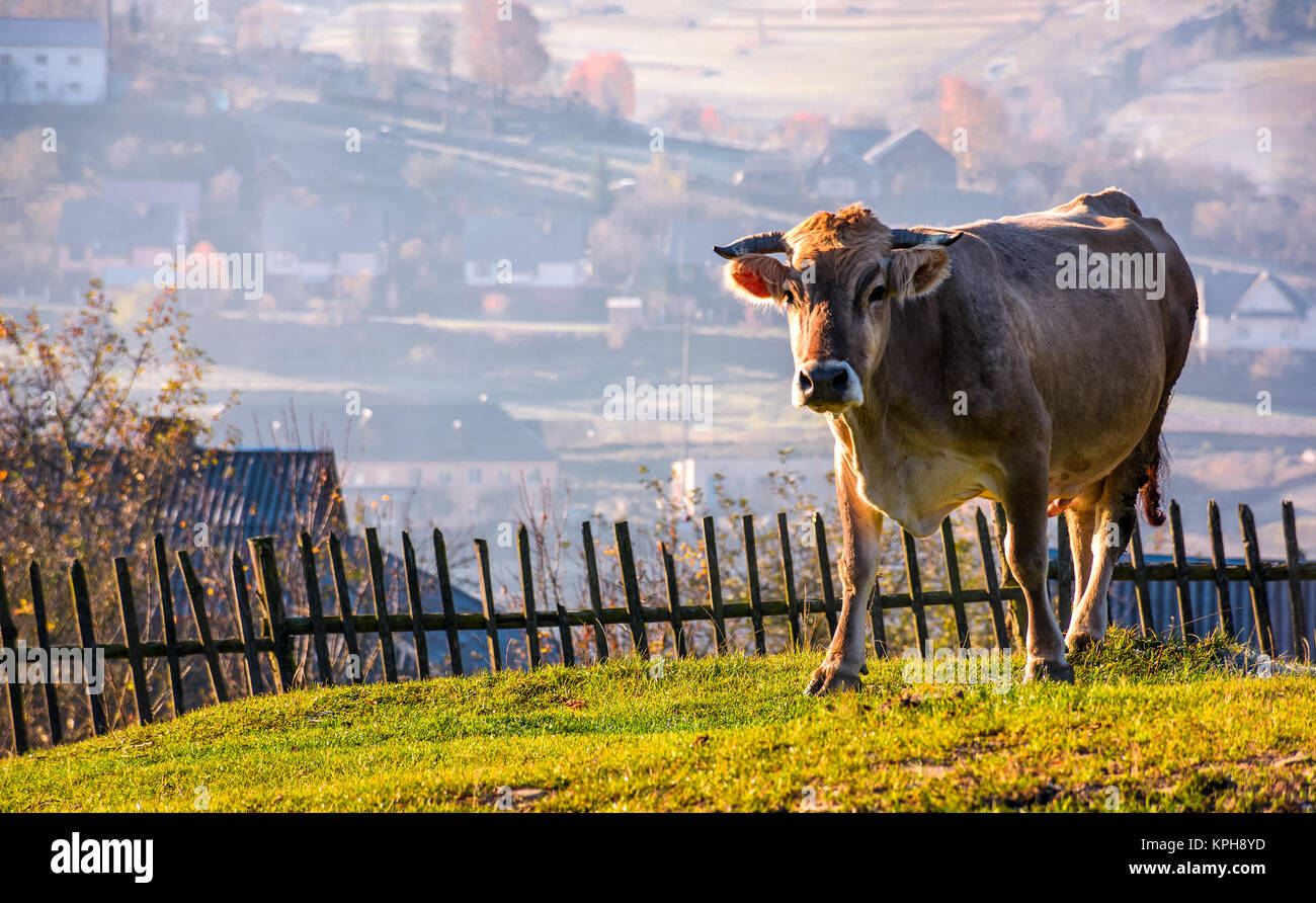 Mucca andare in salita vicino al recinto sulla collina. incantevole paesaggio rurale con villaggio nella valle sullo sfondo Foto Stock