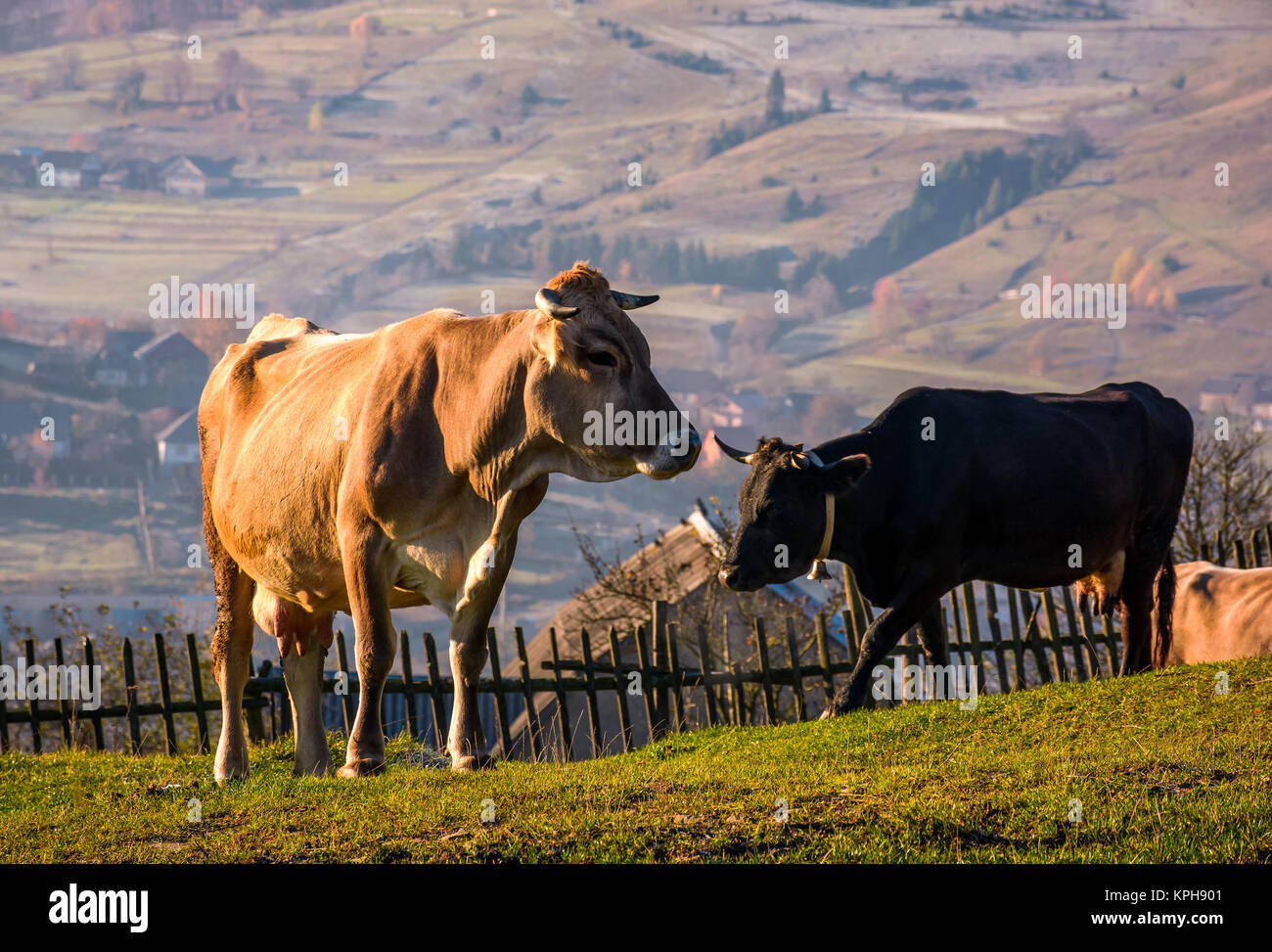 Mucca andare in salita vicino al recinto sulla collina. incantevole paesaggio rurale con villaggio nella valle sullo sfondo Foto Stock