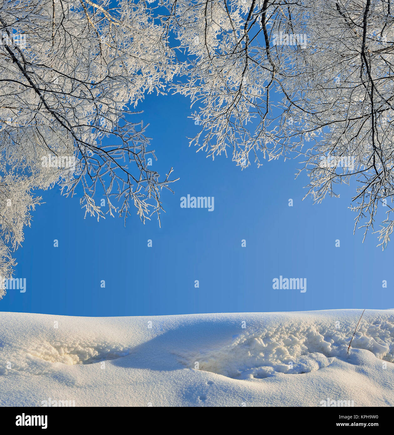 Rami di betulla ricoperta di brina su un cumulo di neve contro un blu cielo sereno - bella naturale Sfondo Inverno Foto Stock