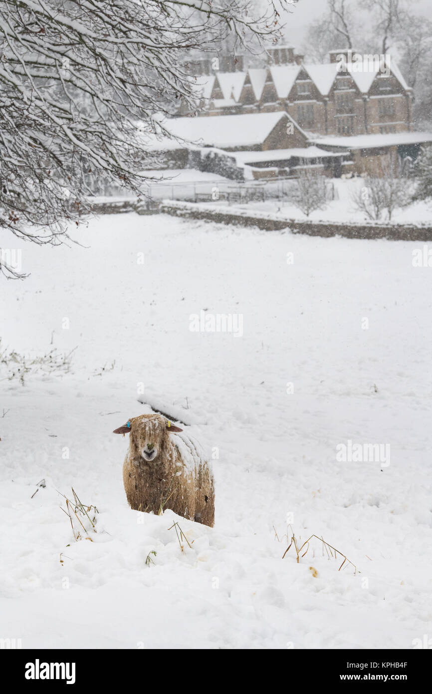 Cotswold Lion pecore nella neve davanti all Upper Slaughter Manor. Upper Slaughter, Cotswolds, Gloucestershire, Inghilterra Foto Stock