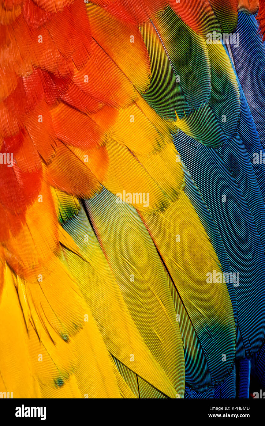 Scarlet Macaw feather pattern, Ara macao Foto Stock