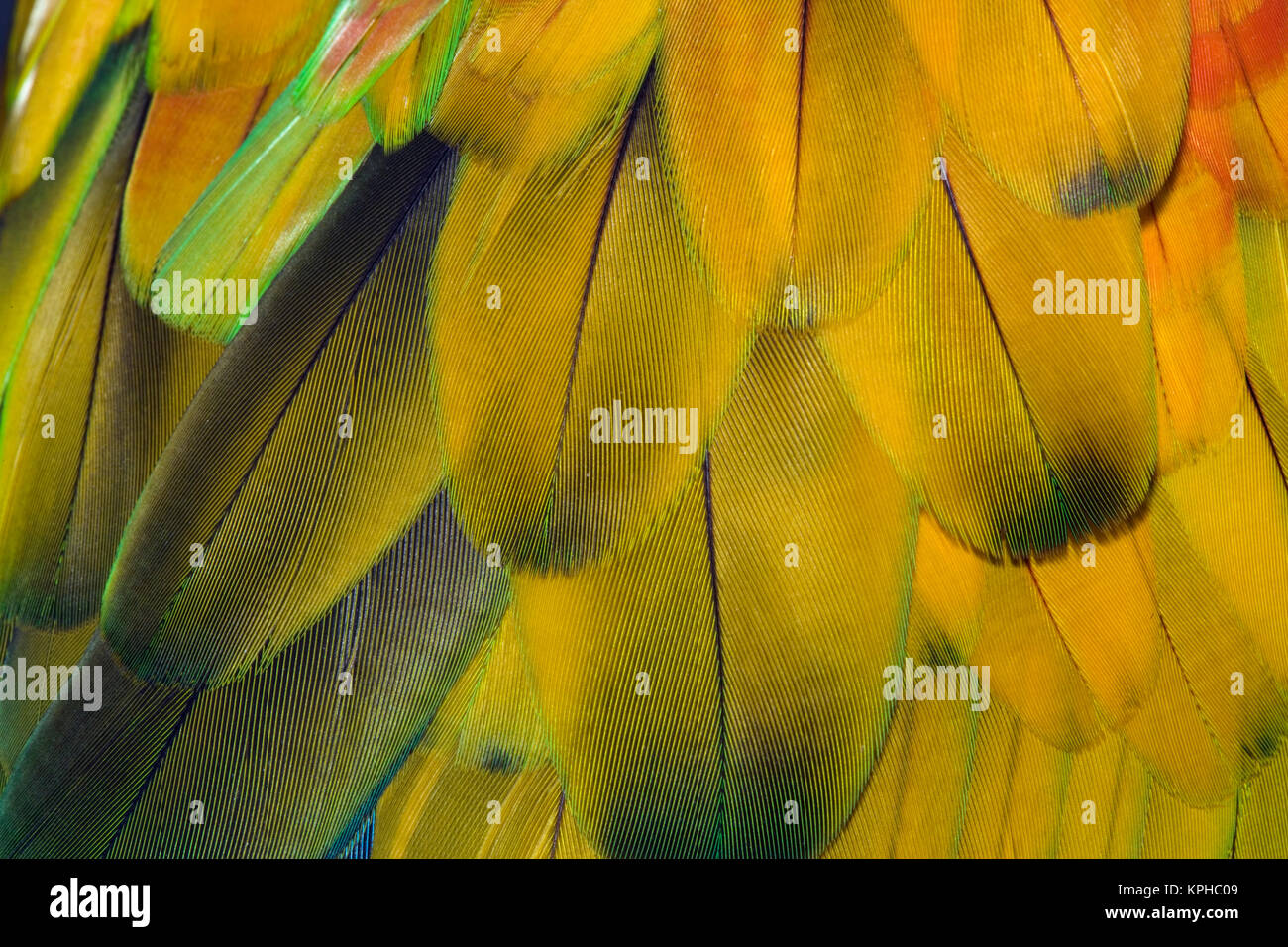 Modello di piuma su Macaw Foto Stock