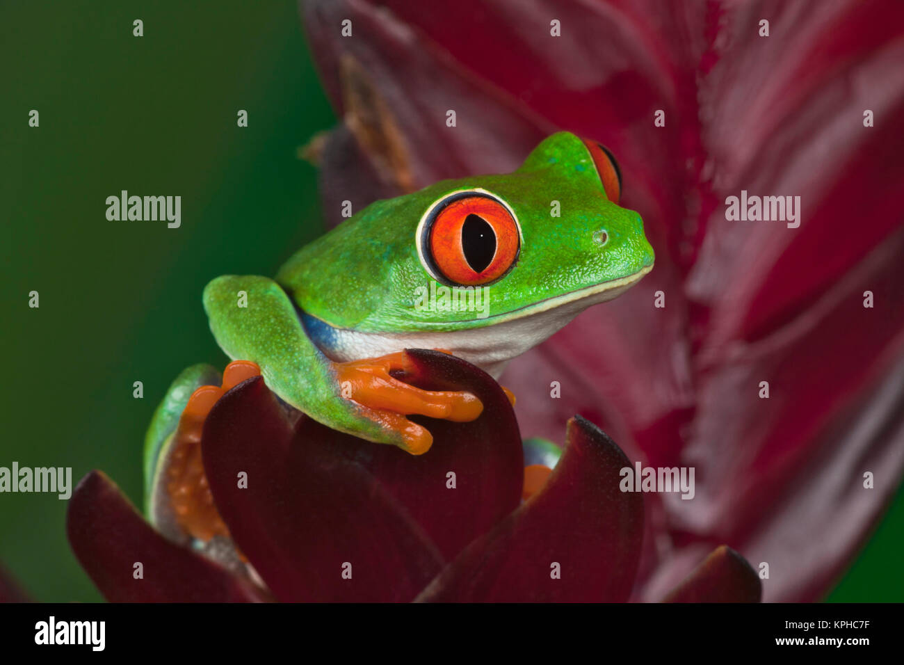 Red-eyed treefrog Foto Stock