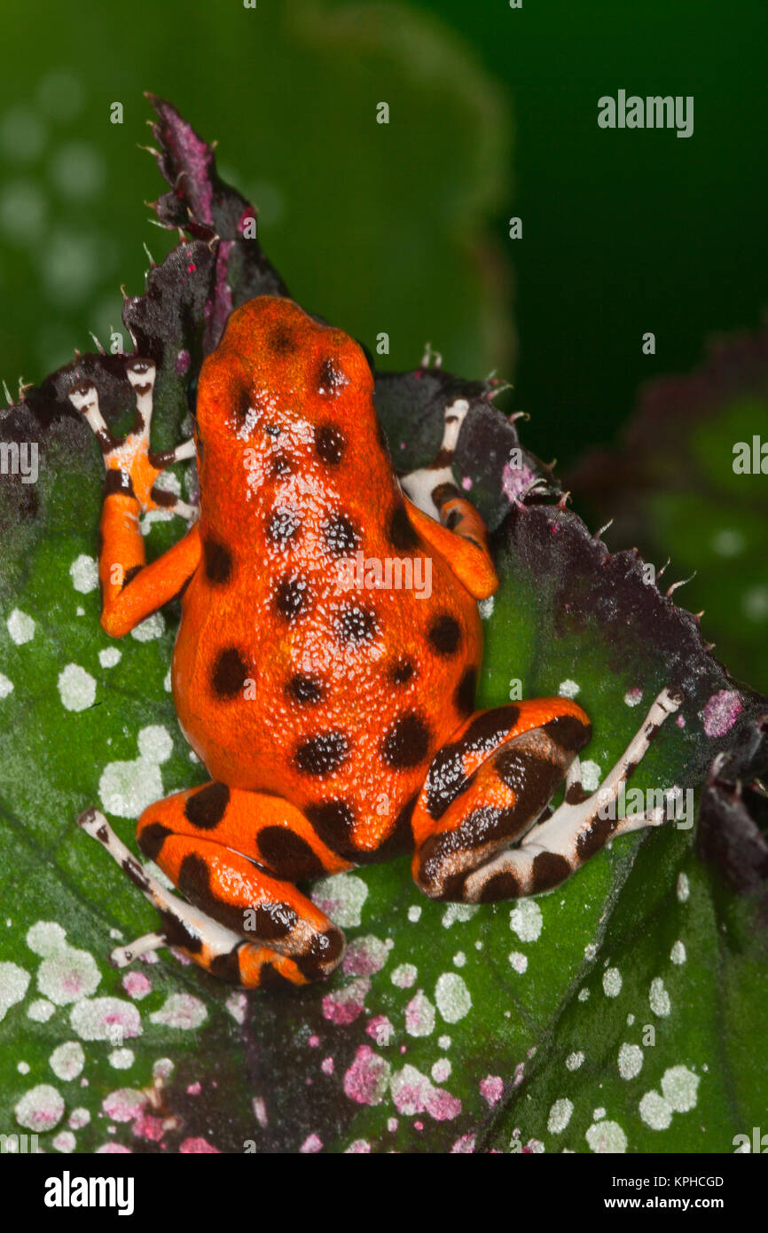 Colon Isle Dart Frog, aka Strawberry Poison-Dart Rana, (Oophaga pumilio) Foto Stock
