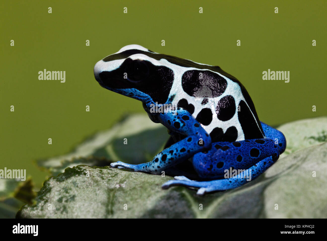Tintura di Dart (Rana Dendrobates tinctorius oyapok) Foto Stock