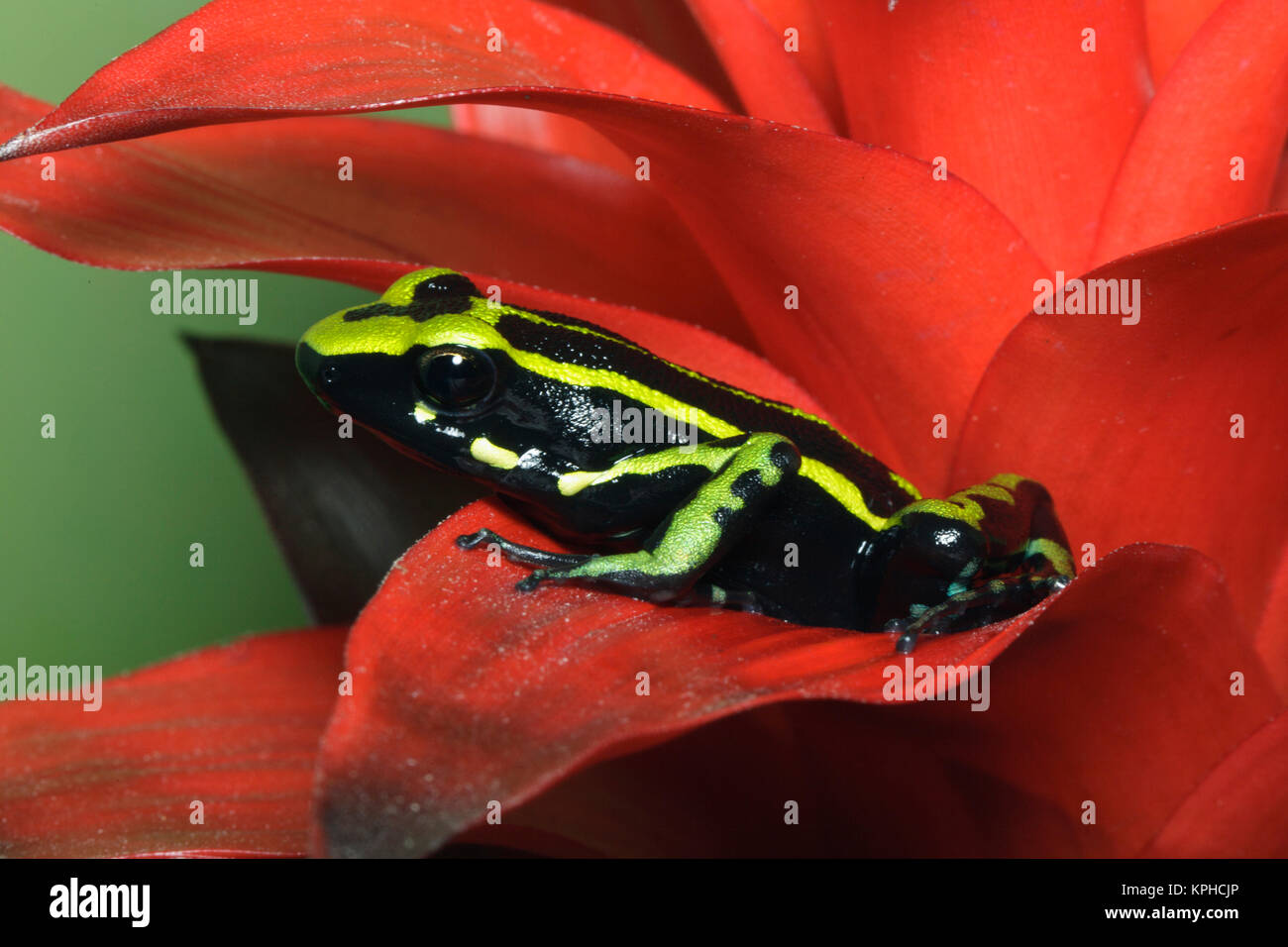 Tre strisce Rana Dart (Ameerega trivittatus, precedentemente Epipedobates trivittatus), bacino amazzonico Foto Stock