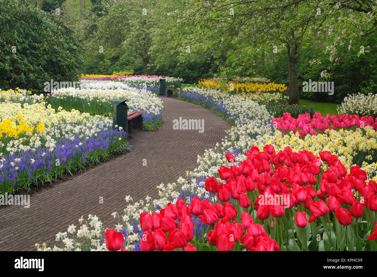 Marciapiede attraverso i tulipani, narcisi e fiori di giacinto, Giardini Keukenhof Lisse, Paesi Bassi, Olanda Foto Stock