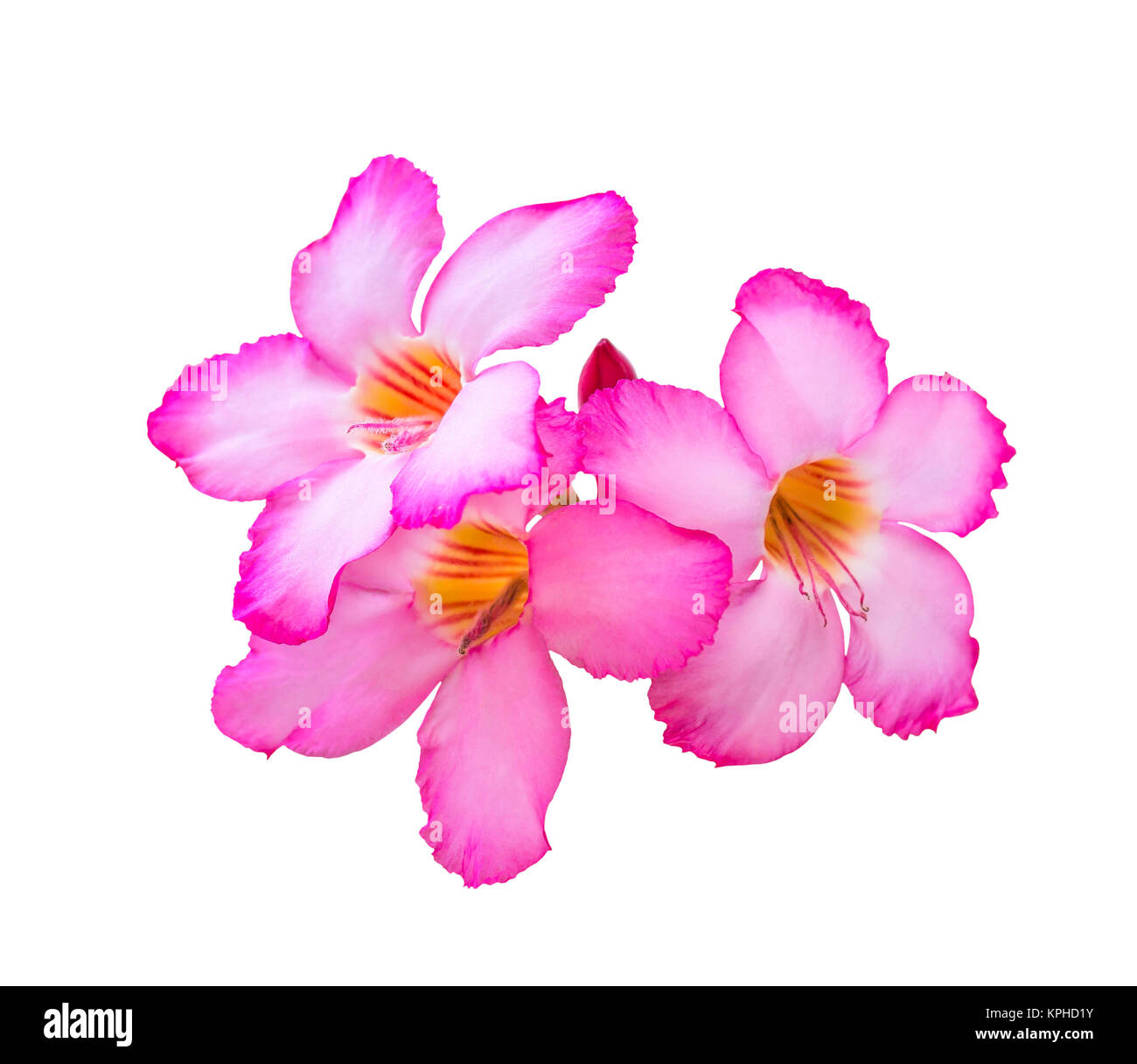 Tre rosa fiori di plumeria isolato Foto Stock