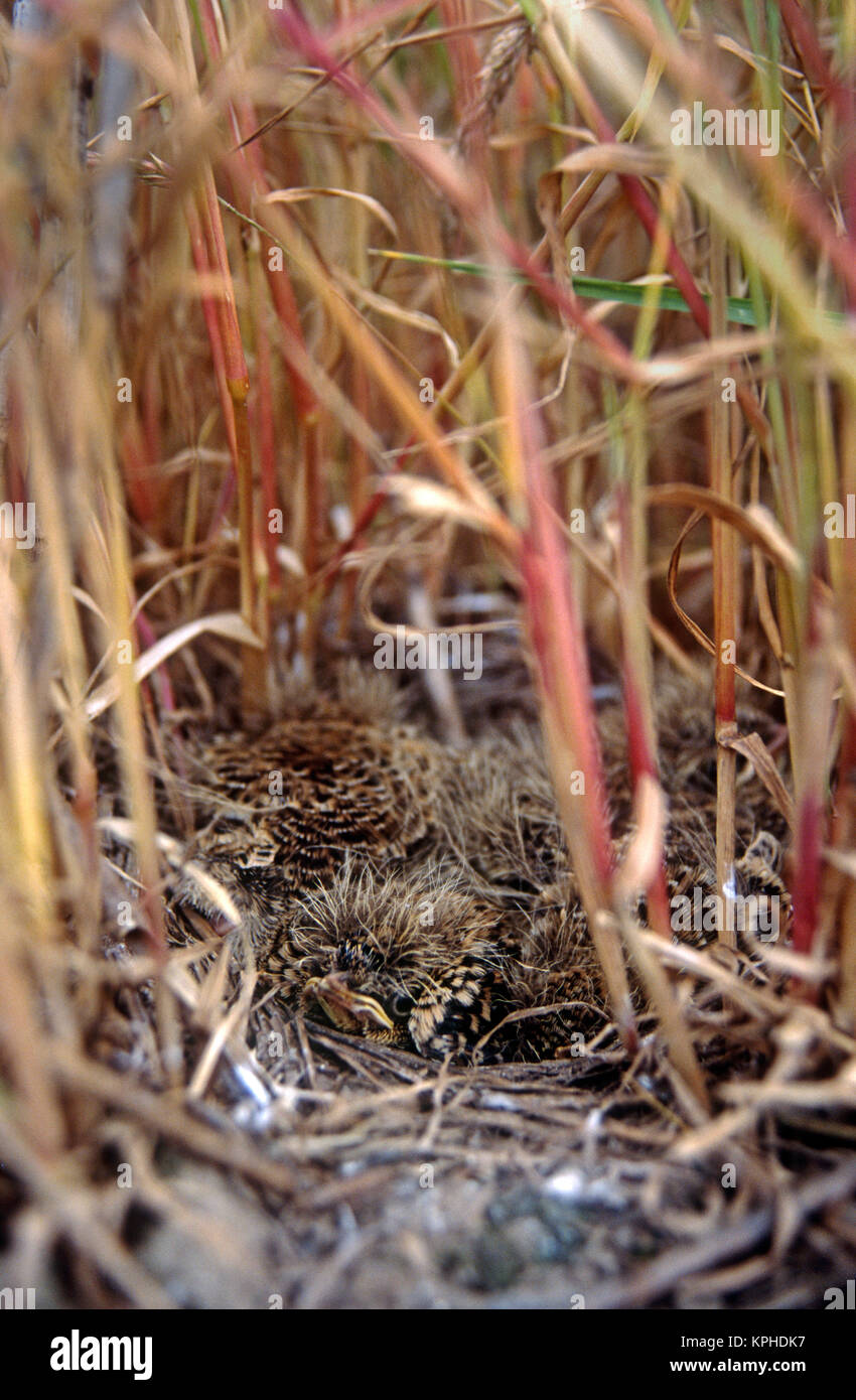 Allodola pulcini nel nido nel campo delle stoppie. (Alauda arvense) Foto Stock