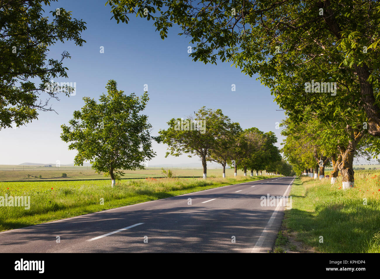 La Romania, Danube River Delta, Tulcea, country road Foto Stock