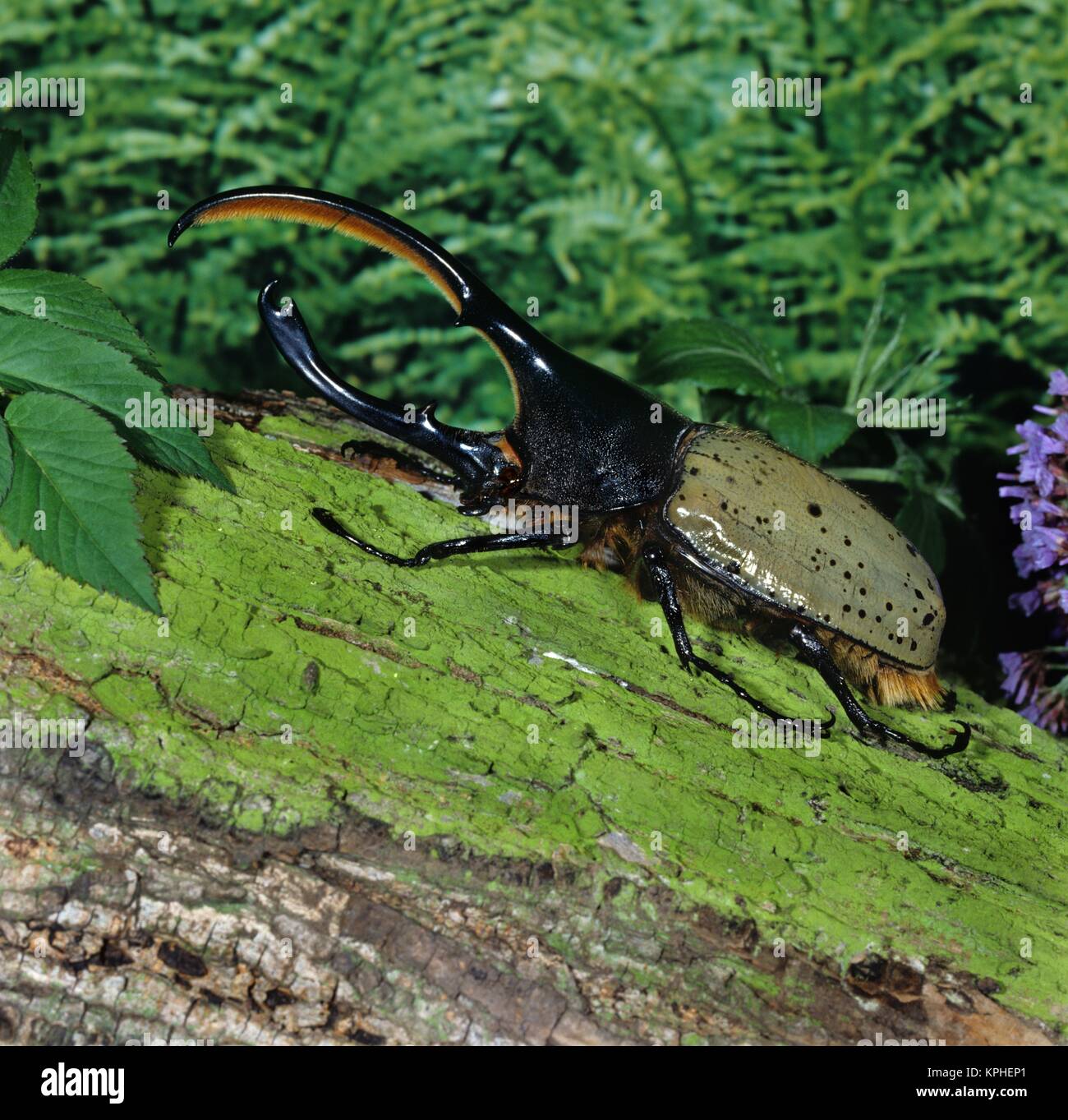 Herkuleskäfer, männlich aus den Wäldern Mittelamerikas. Das Männchen misst bis zu 17cm. Foto Stock
