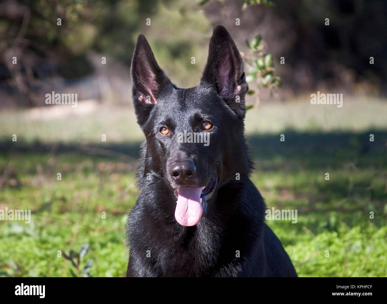 Ritratto di un pastore tedesco seduto in un campo verde. Foto Stock