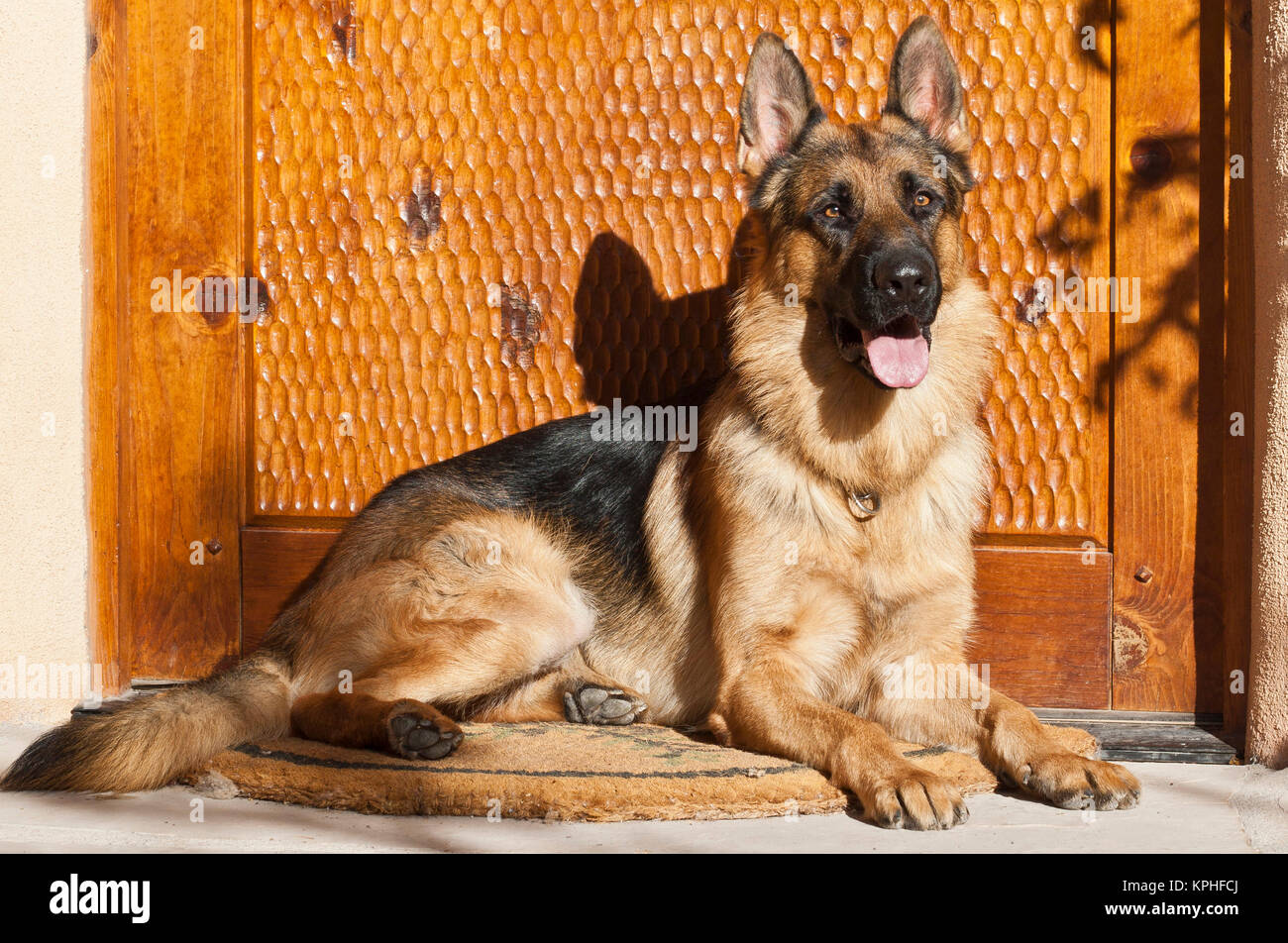 Pastore Tedesco sdraiato su un tappeto di benvenuto presso lo sportello anteriore. Foto Stock