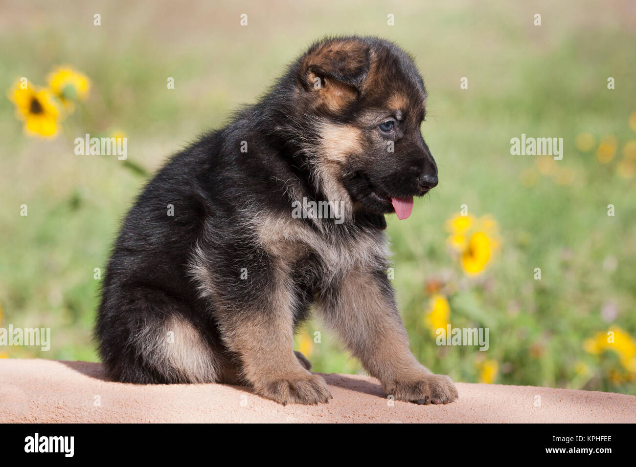 Pastore Tedesco cucciolo seduto sulla parete di adobe con girasoli in background Foto Stock