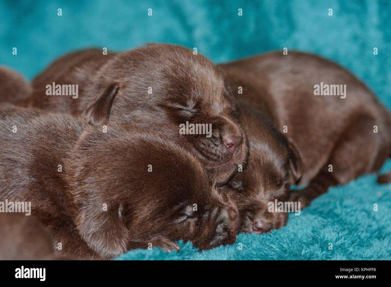 Pila di Sleeping Labrador Retriever cuccioli Foto Stock