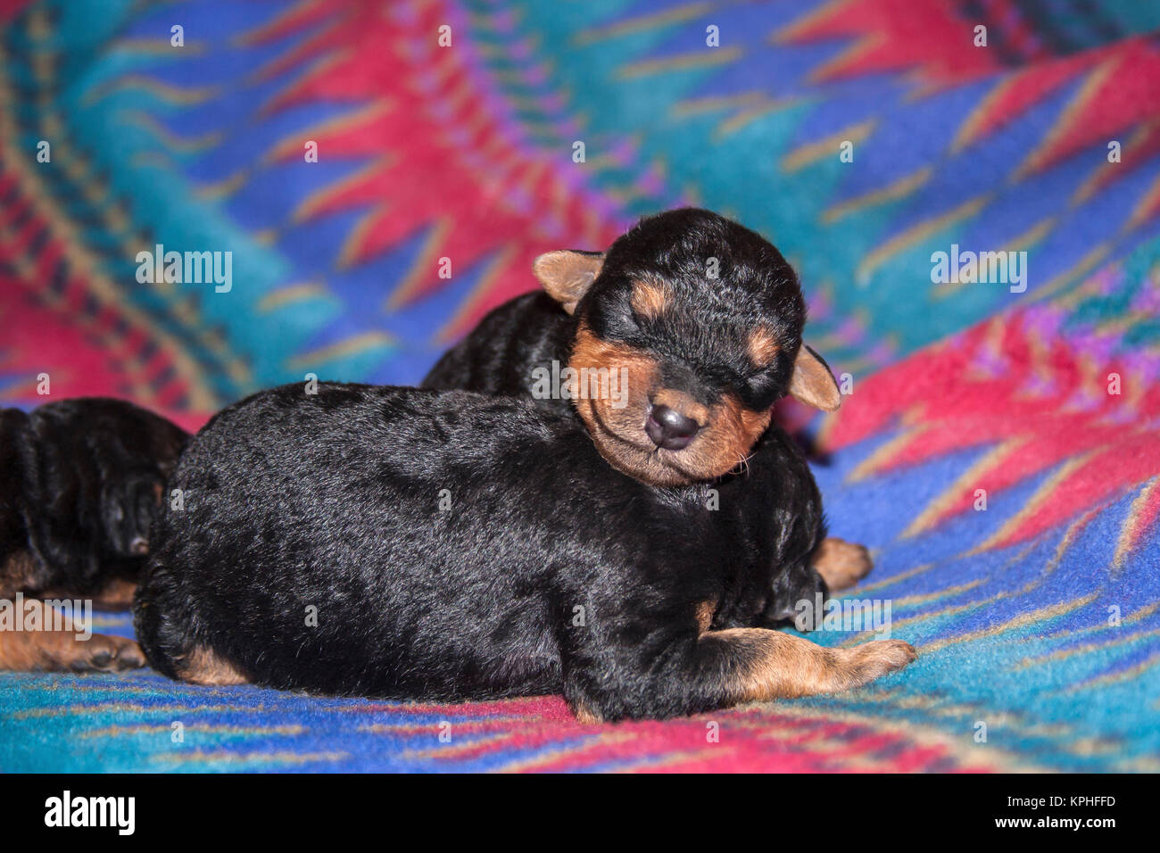 Sleeping Airedale cuccioli Foto Stock