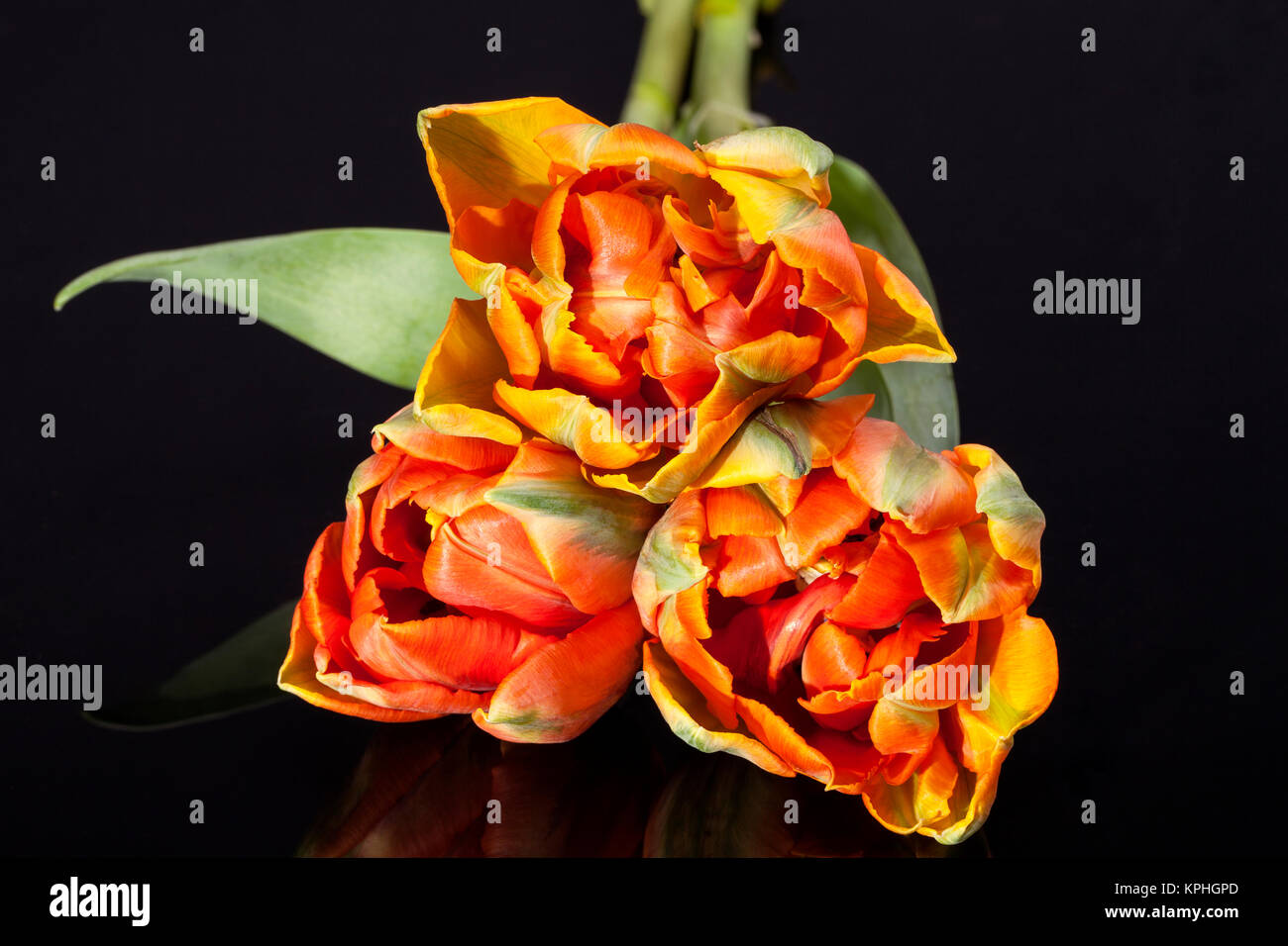 Alcuni colorati tulipani pappagallo isolati su sfondo nero Foto Stock