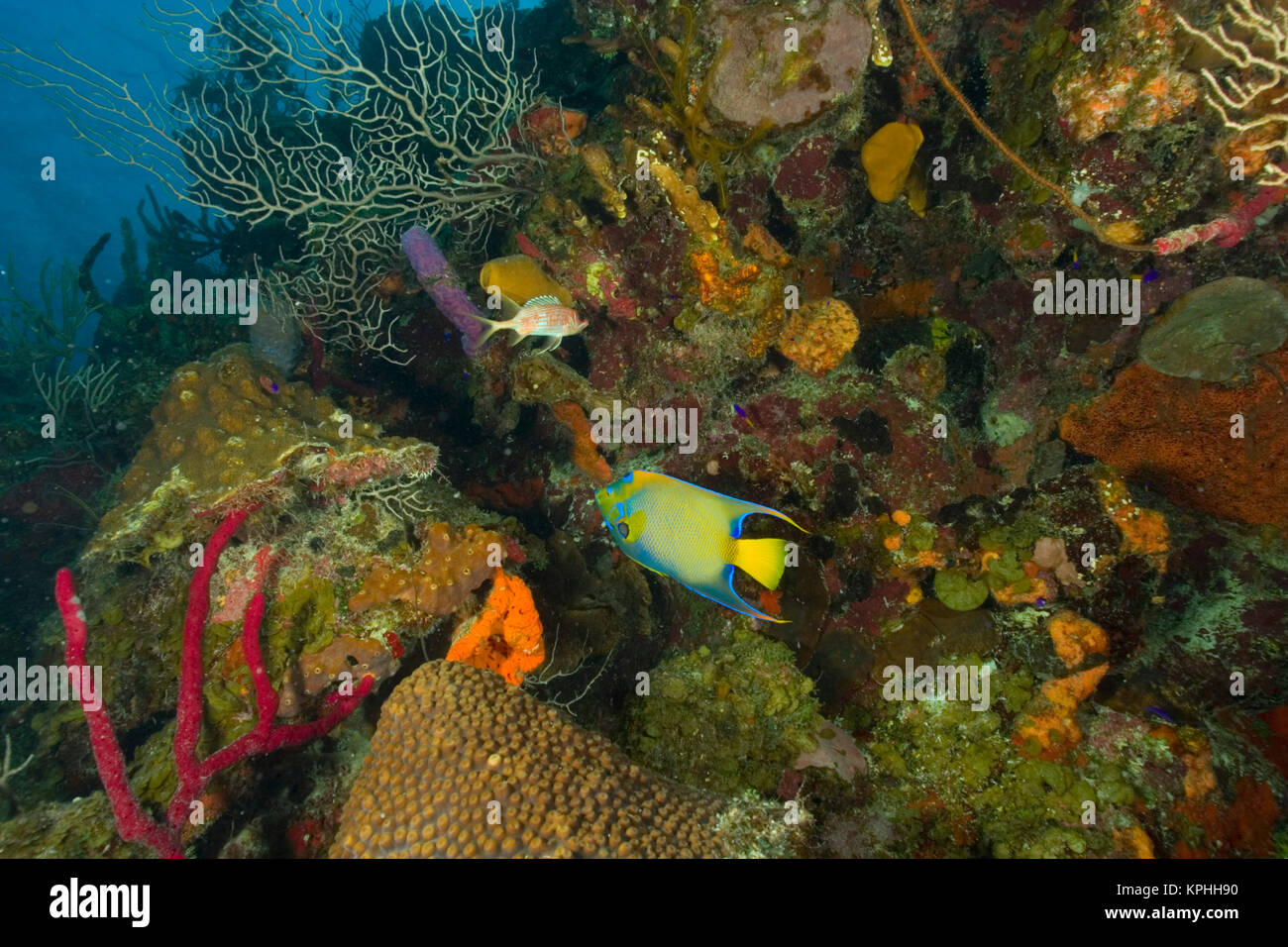 Regina Angelfish, colorati reef tropicali, Half Moon Caye, Sito del Patrimonio Mondiale, il Belize Barrier Reef-2nd più grande al mondo Foto Stock
