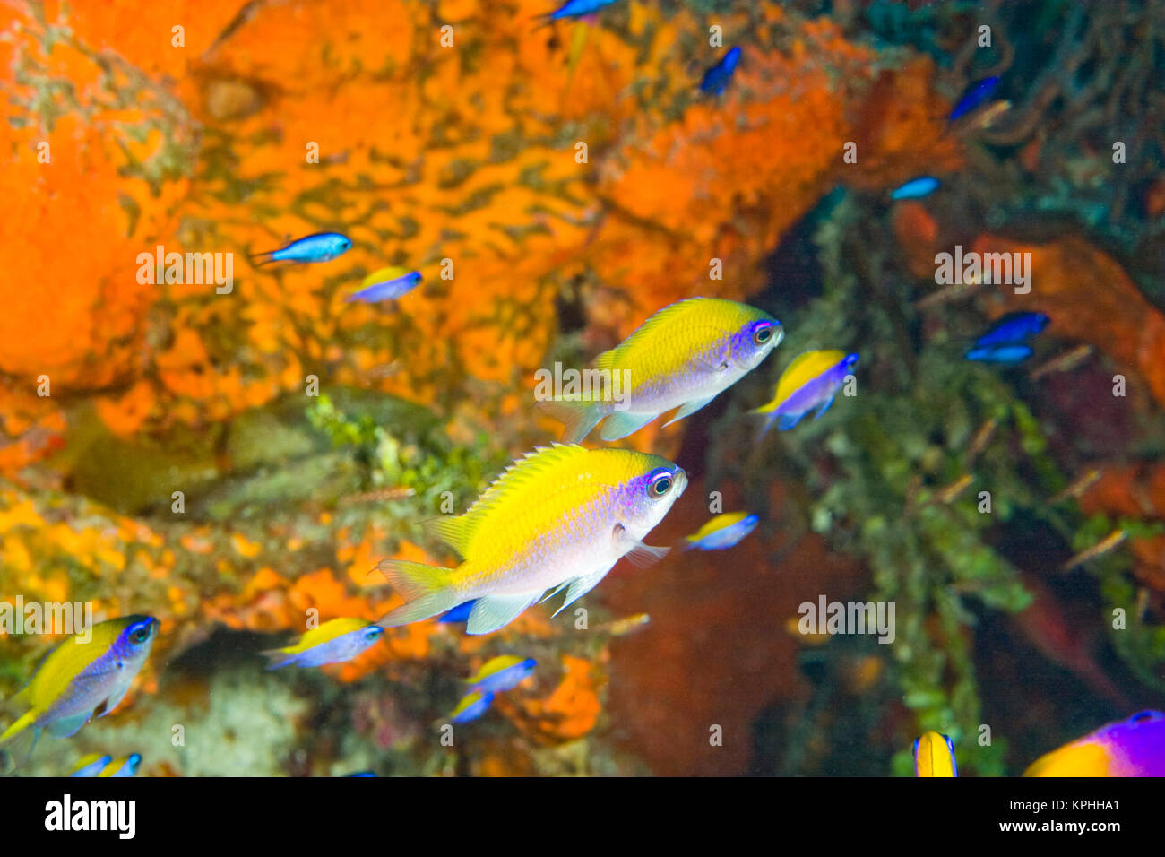 Sunshinefish (Chromis insolata) Hol Chan Marine preservare, Belize Barrier Reef-2nd più grande al mondo Foto Stock