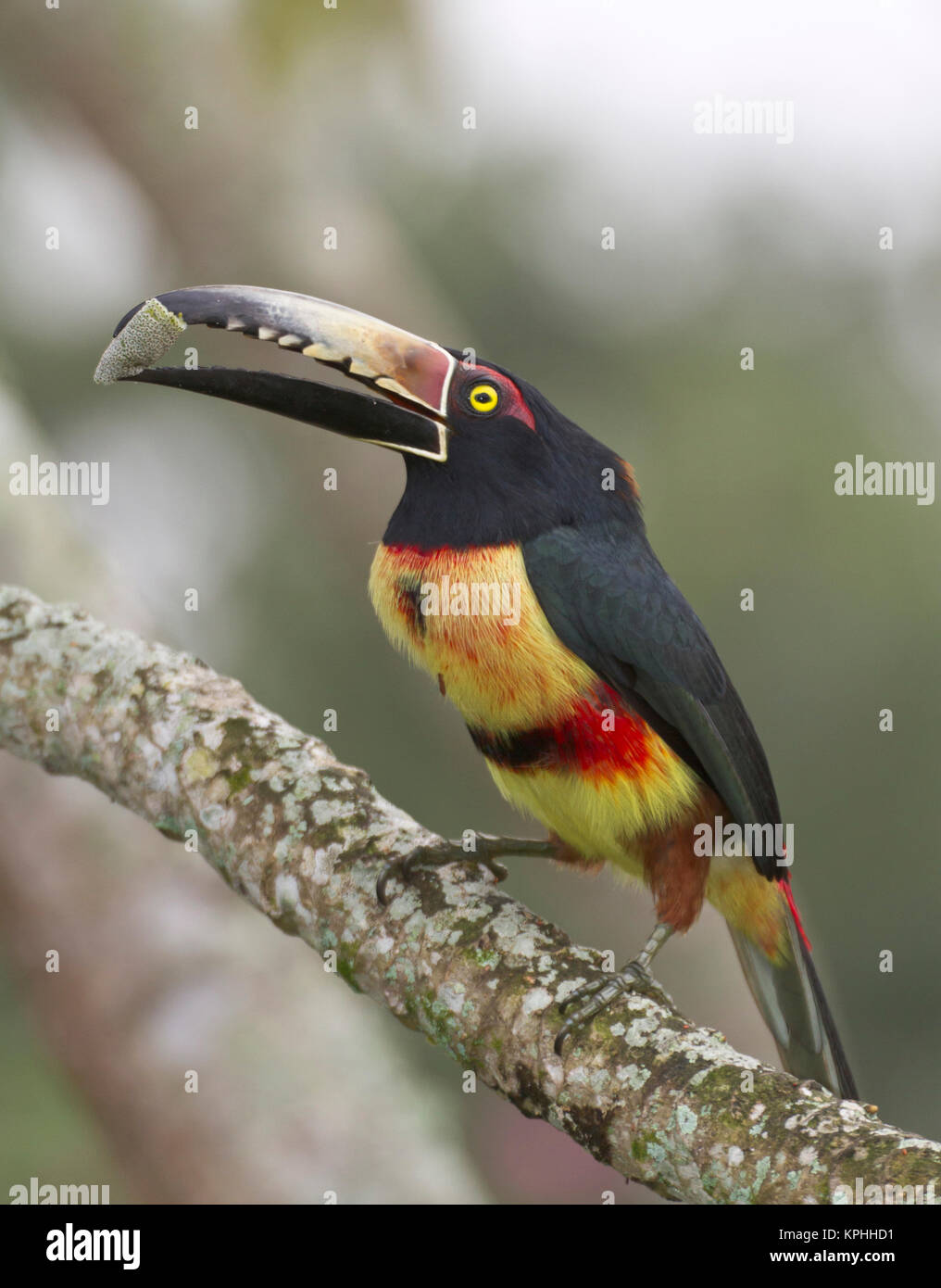 Collard aracari (Pteroglossus torquatus), Cayo District, Belize Foto Stock