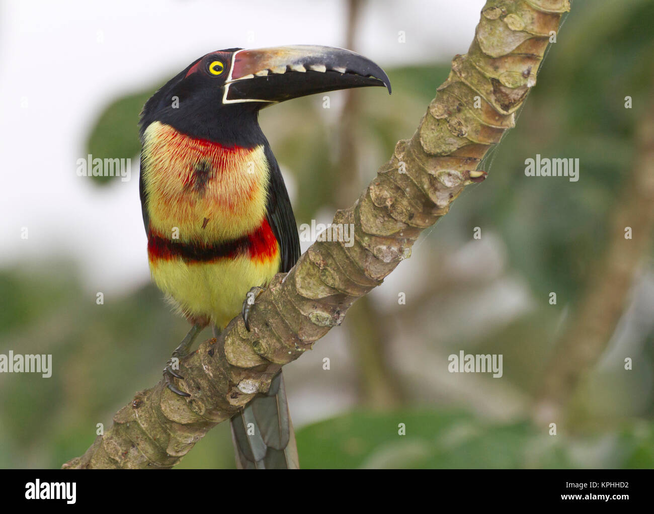 Collard aracari (Pteroglossus torquatus), Cayo District, Belize Foto Stock