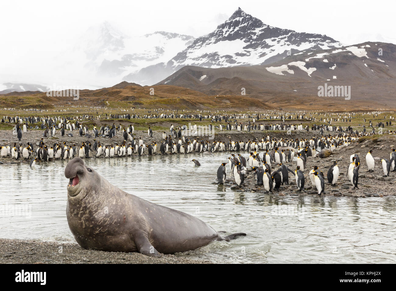 Guarnizione di elefante e re pinguini alla baia di St Andrews, Isola Georgia del Sud Foto Stock