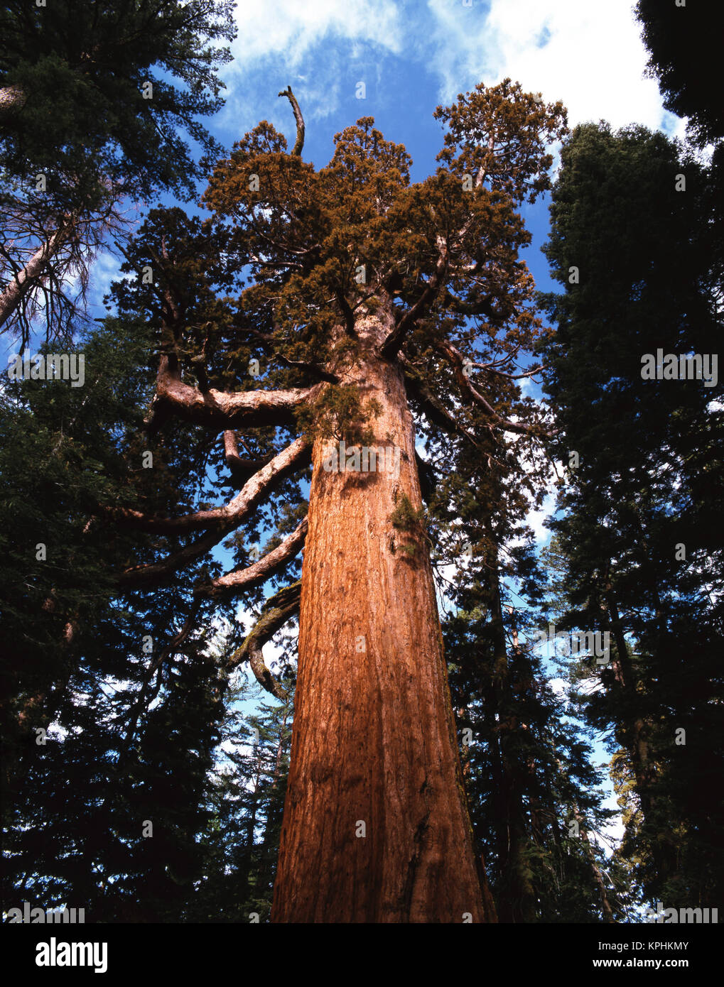 Stati Uniti d'America, in California, del Parco Nazionale Yosemite, Grizzly Giant, Sequoia gigante (Sequoiadendron giganteum), Mariposa Grove (formato di grandi dimensioni disponibili) Foto Stock