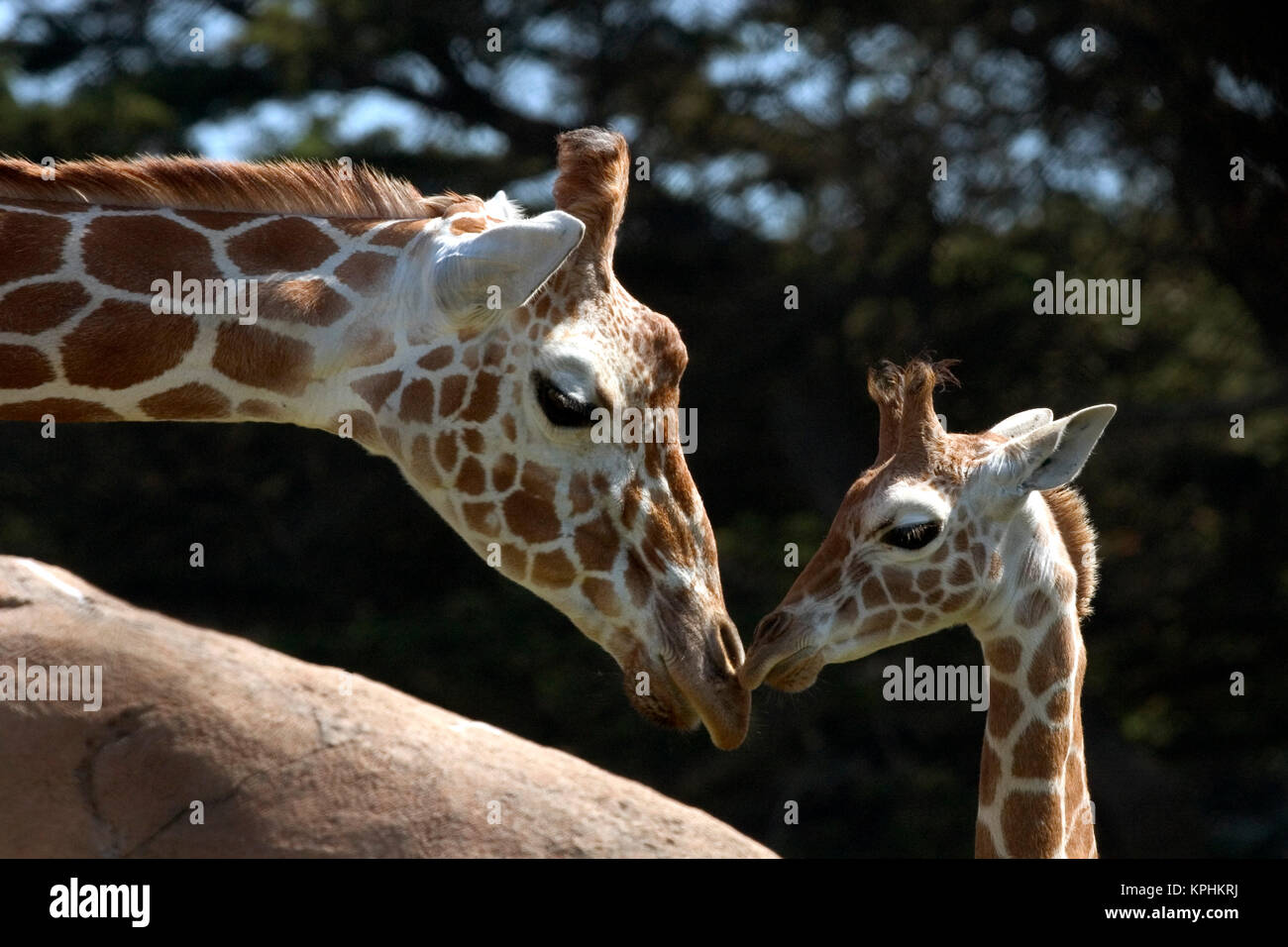 La madre e il bambino reticolato (giraffa giraffa camelopardalis reticulata), San Francisco Zoo Foto Stock