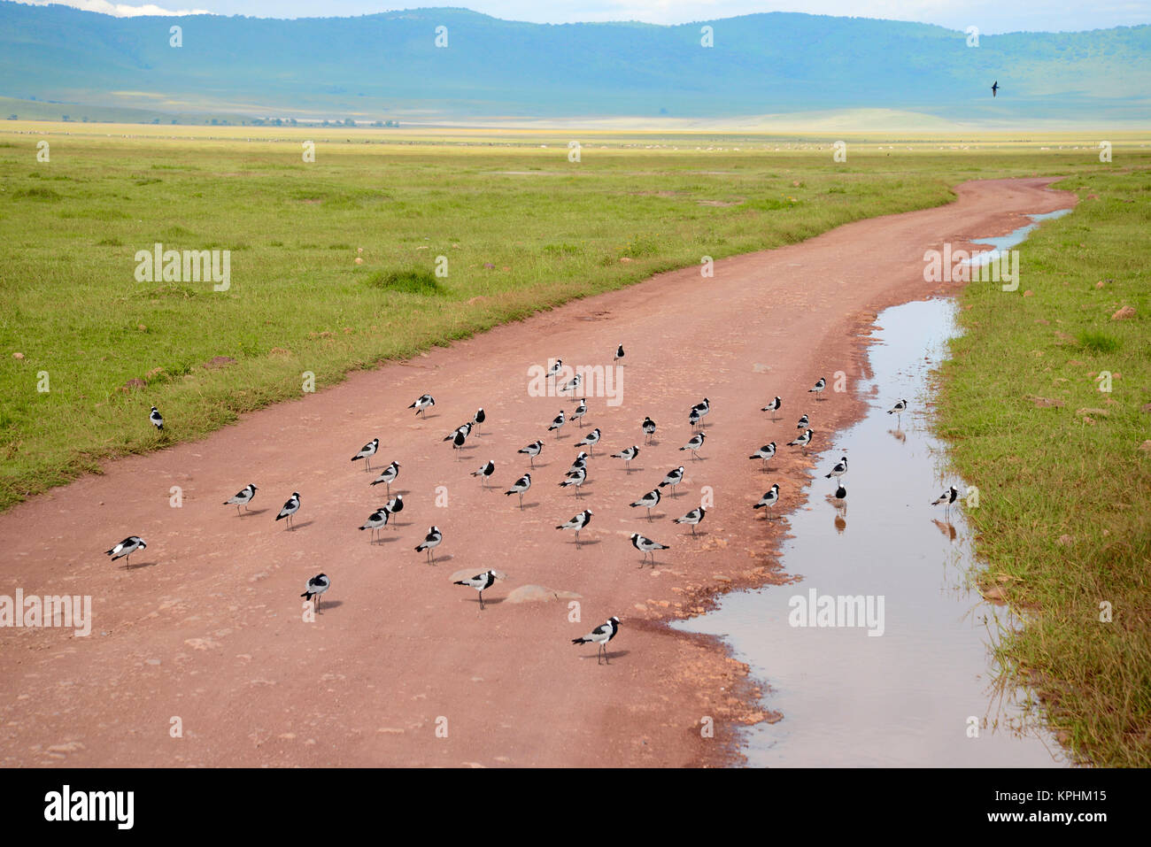 Il cratere di Ngorongoro, un sito del Patrimonio mondiale in Tanzania. Incredibile varietà faunistica per il godimento da parte di turisti. Gregge di fabbro lapwings in strada. Foto Stock