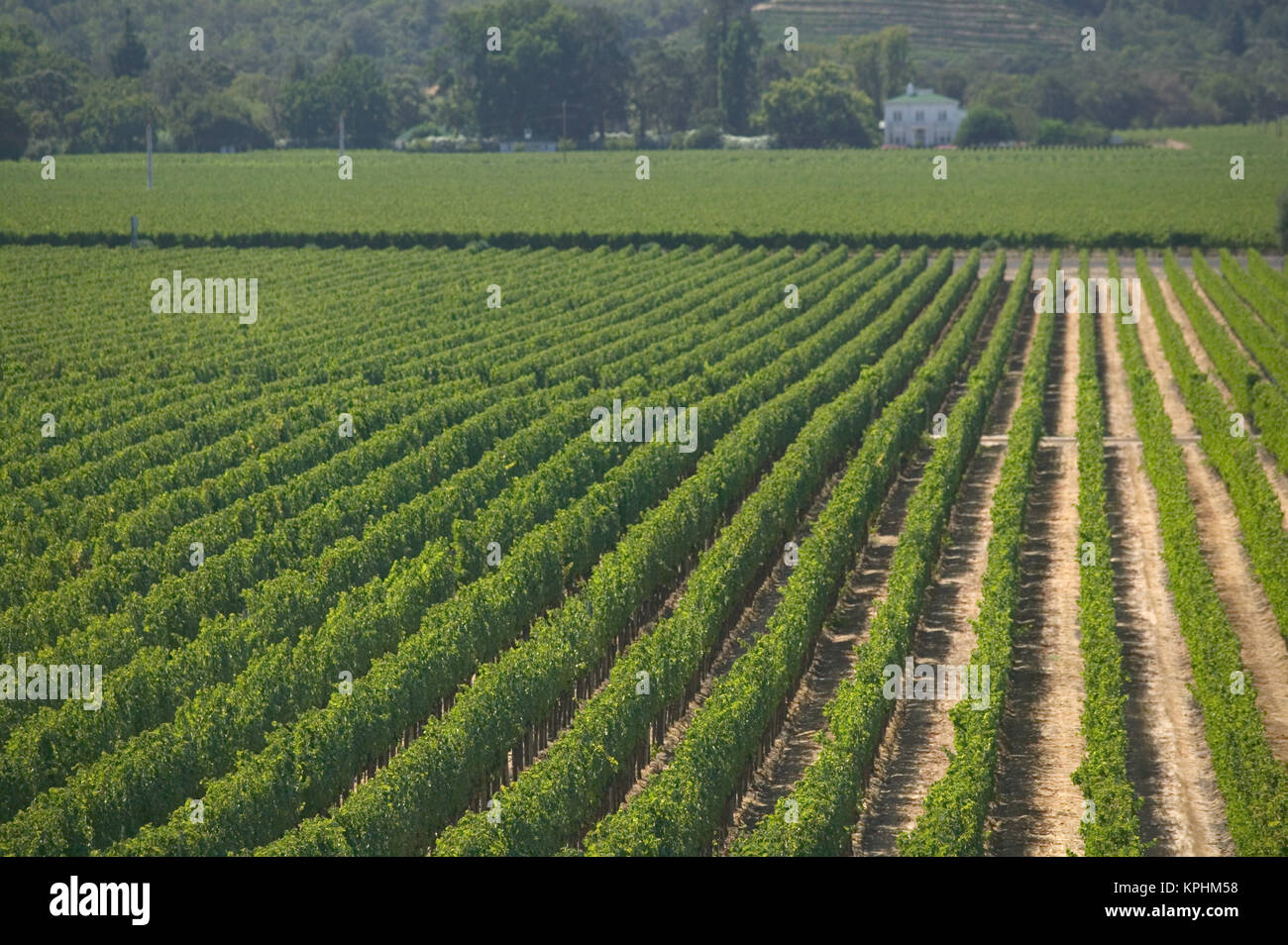 Stati Uniti, California, Napa Valley, Rutherford: Opus One Winery filari di vite Foto Stock