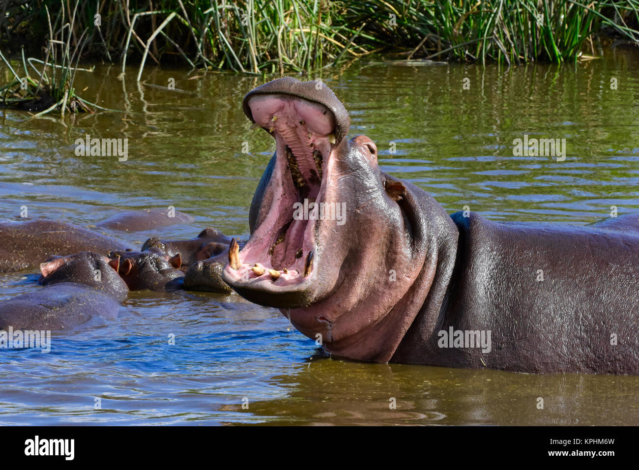 Il cratere di Ngorongoro, un sito del Patrimonio mondiale in Tanzania. Incredibile varietà faunistica per il godimento da parte di turisti. Hippo bull sbadigli di aggressione. Foto Stock