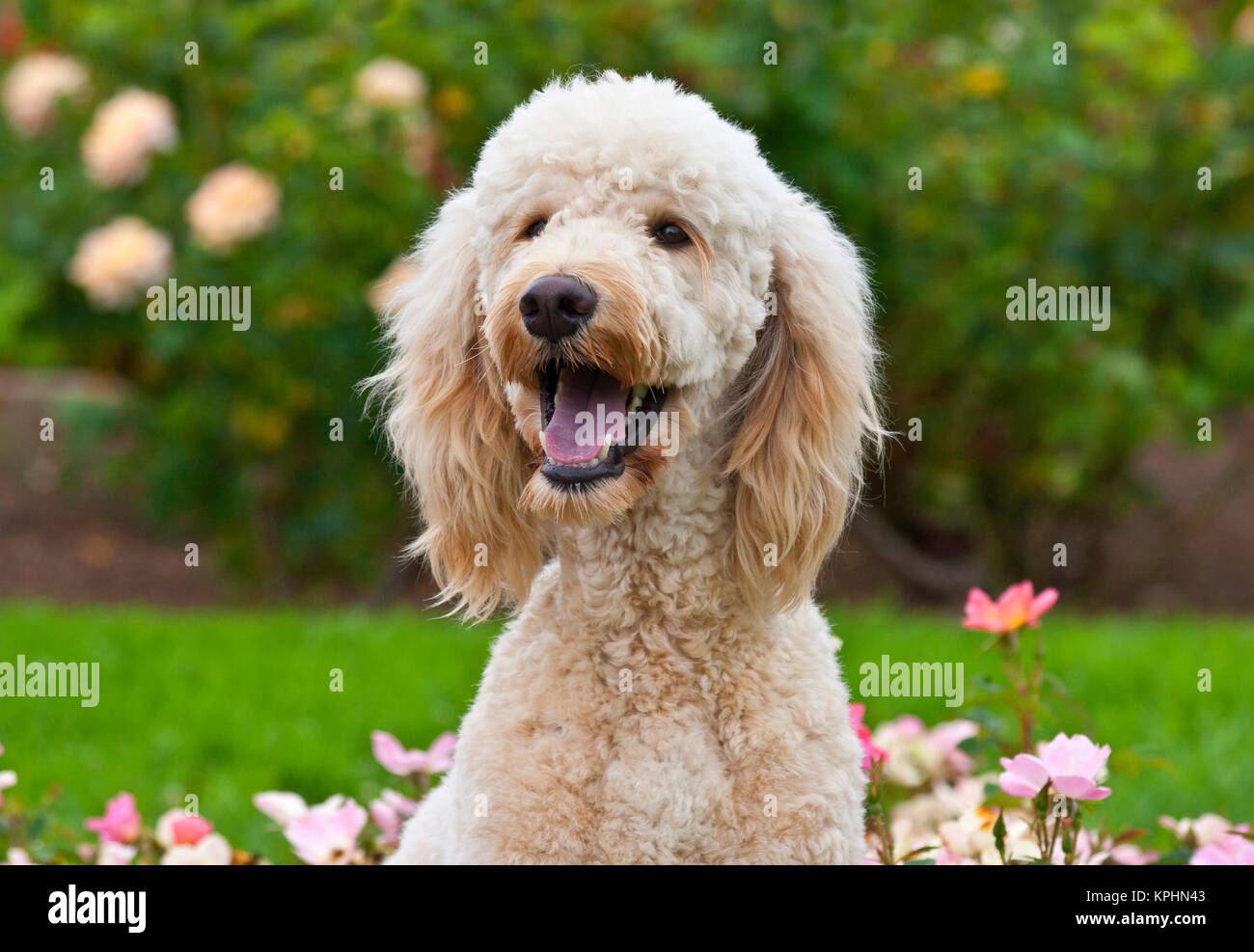 Stati Uniti d'America, in California. Ritratto di Labradoodle seduti nel giardino di rose. Foto Stock