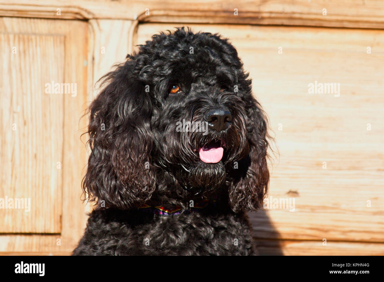 Stati Uniti d'America, in California. Ritratto di un Nero Labradoodle con uno sfondo di legno. Foto Stock