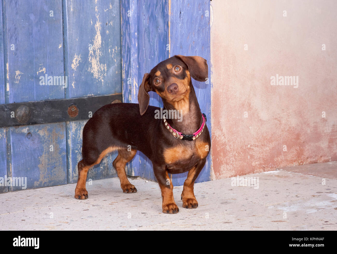 Collare per cucciolo di cane bassotto / simpatico collare per cane