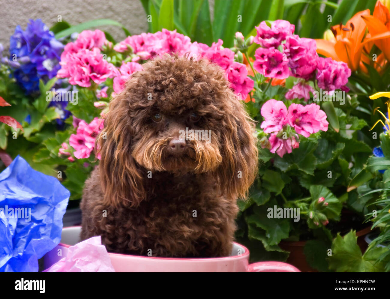 Stati Uniti d'America, in California. Barboncino seduto in rosa tazza da caffè con fiori. Foto Stock