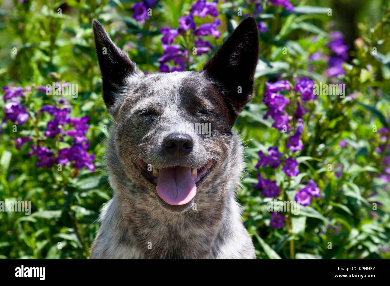 Stati Uniti d'America, in California. Queensland guaritore sorridente. Foto Stock