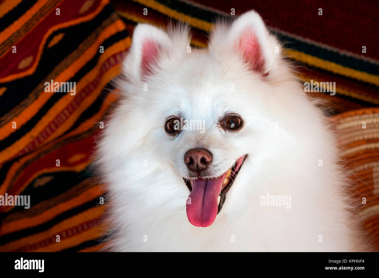 Ritratto di un American Eskimo dog Foto Stock