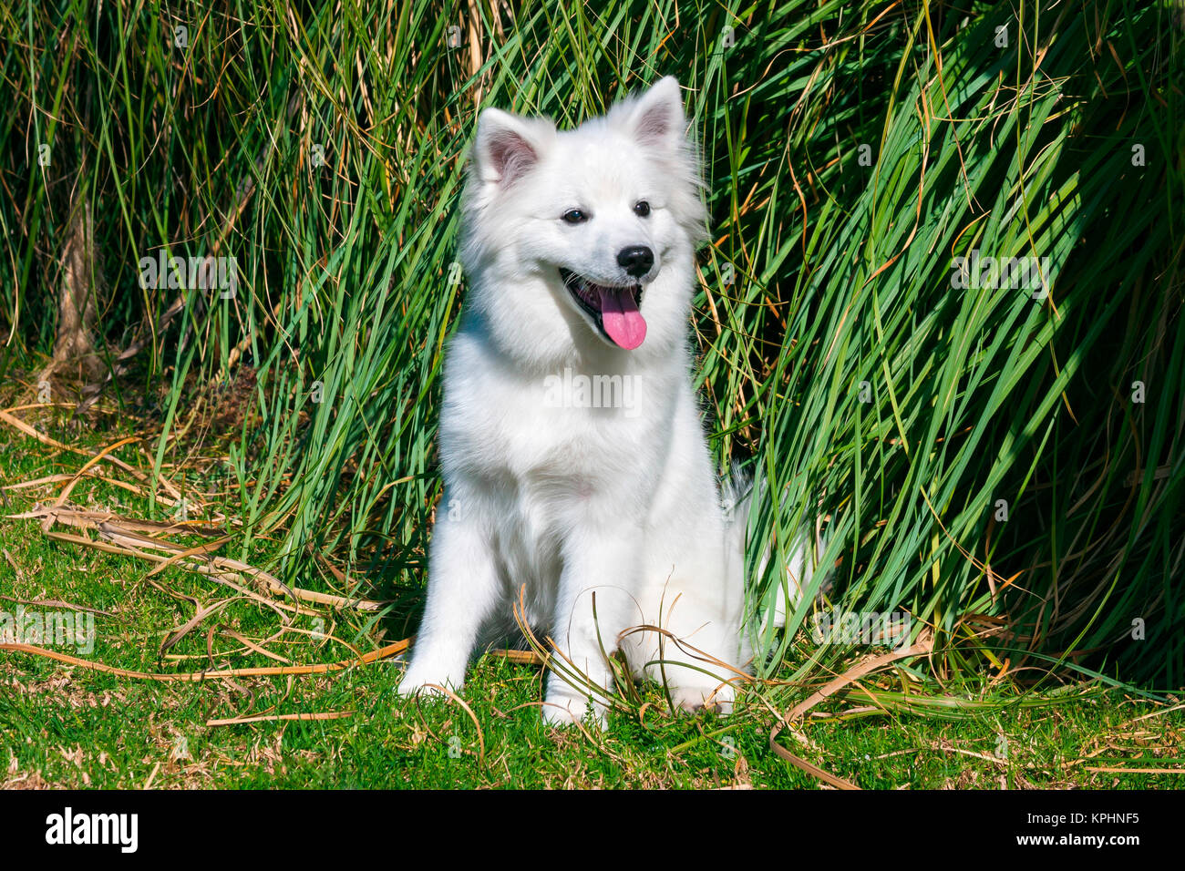 American Eskimo cucciolo seduta vicino alte erbe (MR & PR) Foto Stock