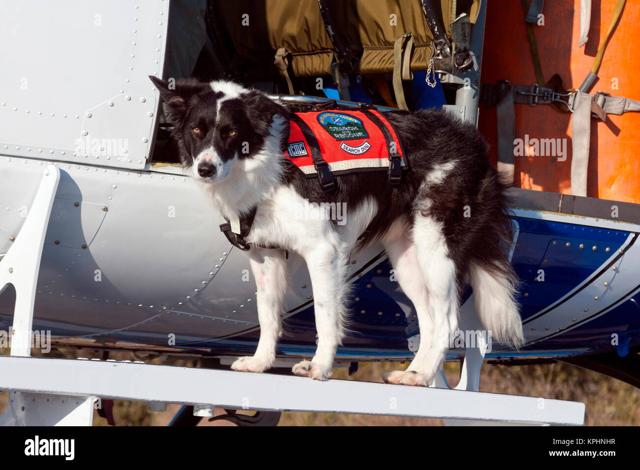 Border Collie la ricerca e il salvataggio cane (MR Foto stock - Alamy