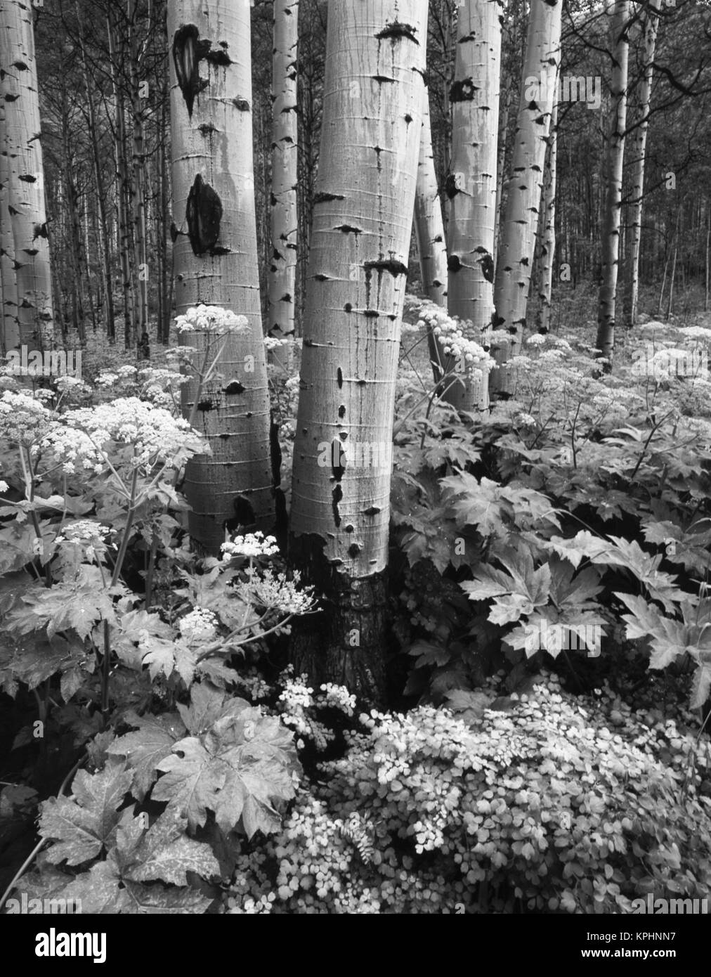Stati Uniti d'America, Colorado Aspen trees (Populus tremuloides) e Cow Pastinaca (Heracleum lanatum) nella White River National Forest (formato di grandi dimensioni disponibili) Foto Stock