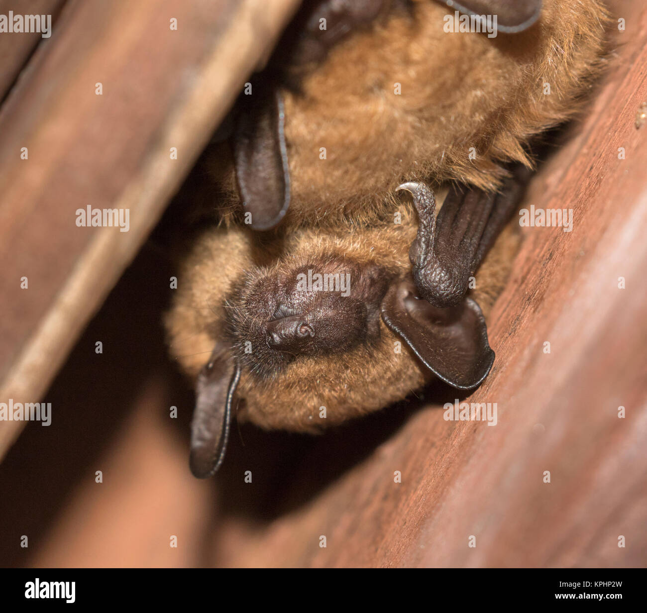 Big Brown Bats (Eptesicus fuscus) Foto Stock