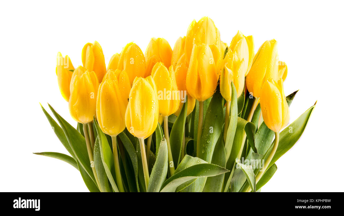 Tulipani gialli con gocce d'acqua Foto Stock