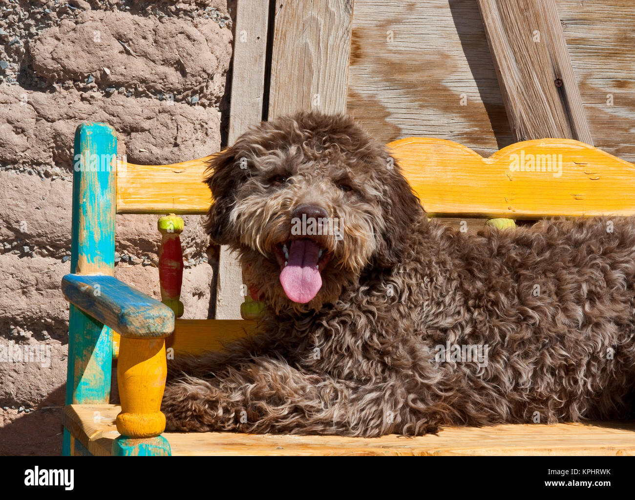 Lagotto Romagnolo giacente su una panca in legno. Foto Stock